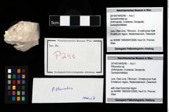 Foto (Objekt + Etikett) von Pithonoton sp.  (NHMW-GEO-2014-0194-0246)